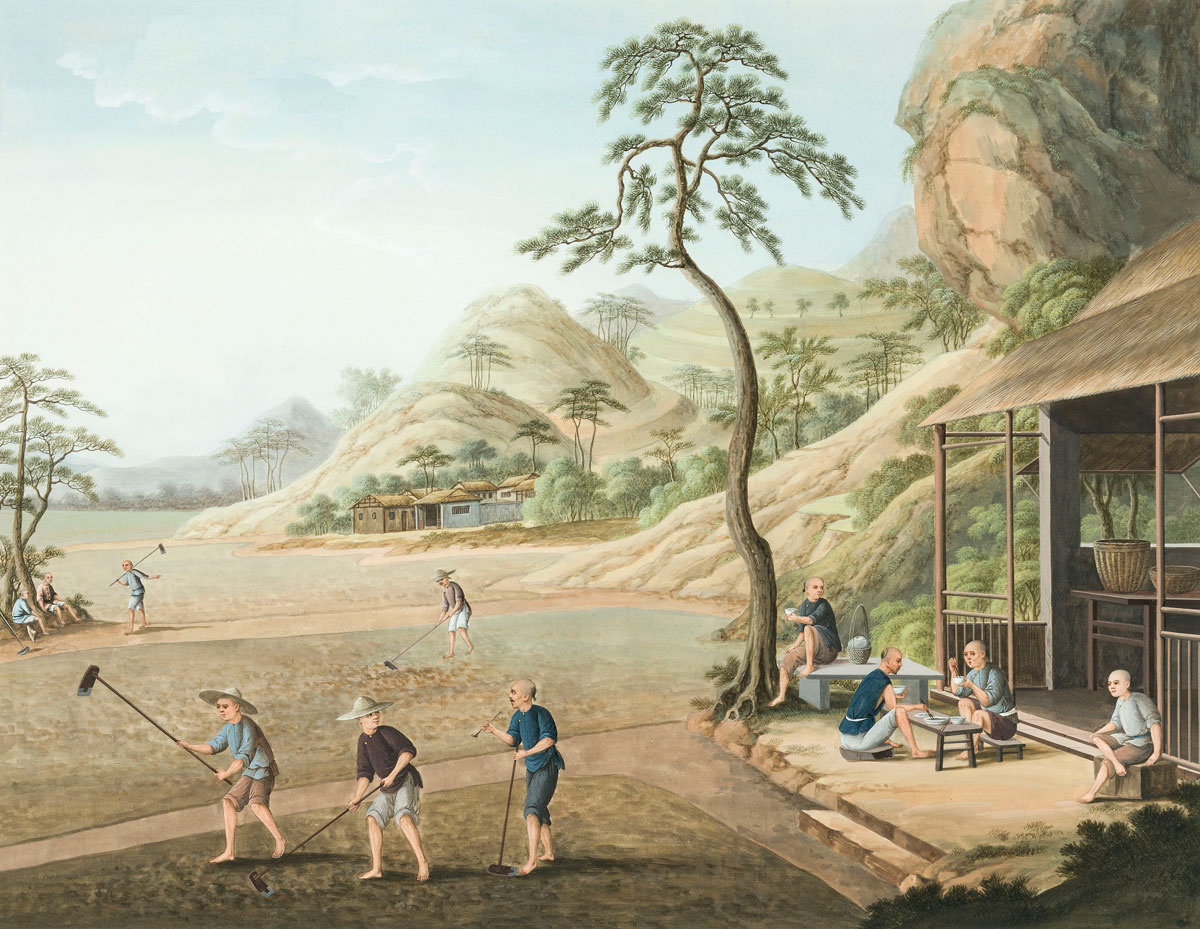Tea production